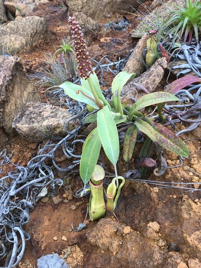Nepenthes vieillardii, photographed by Leon Perrie