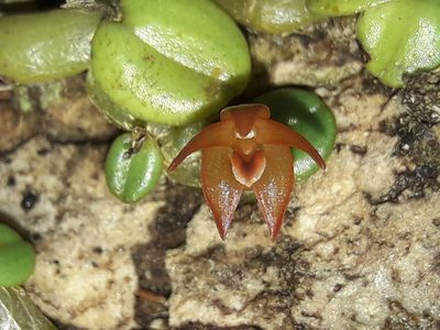 Porpax karikouyensis, photographed by naturewatchwidow