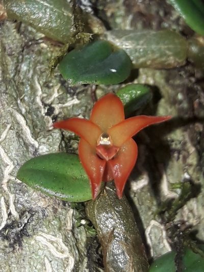 Porpax karikouyensis, photographed by naturewatchwidow
