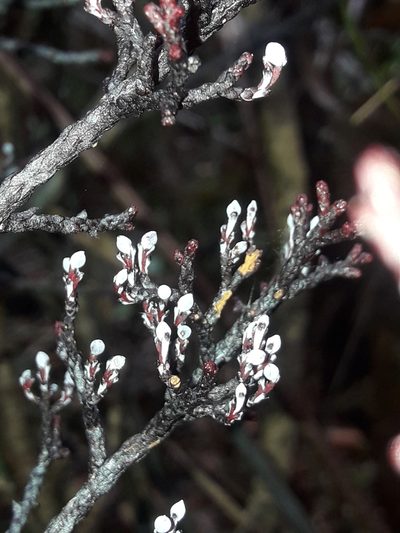 Parasitaxus usta, photographed by naturewatchwidow