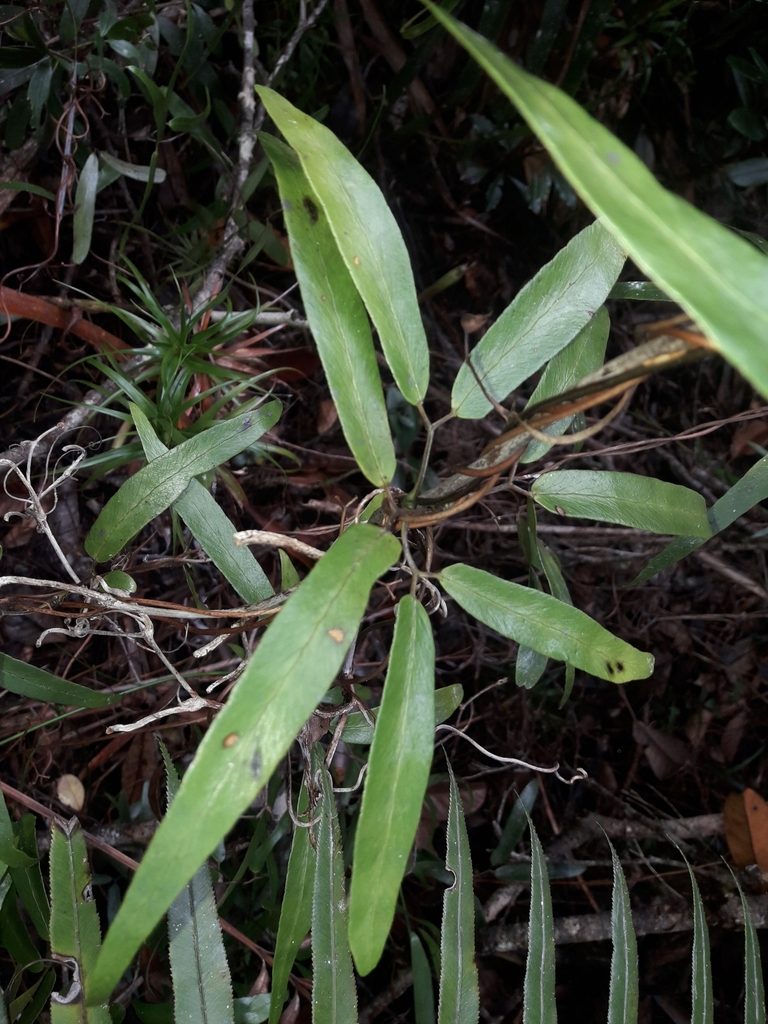 Lygodium hians, photographed by naturewatchwidow