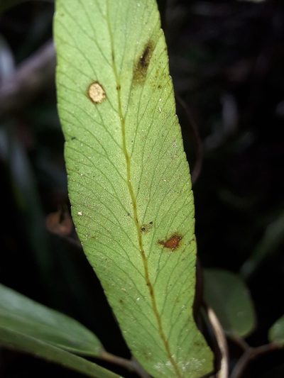 Lygodium hians, photographed by naturewatchwidow