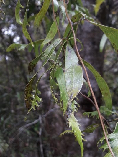 Lygodium hians, photographed by naturewatchwidow