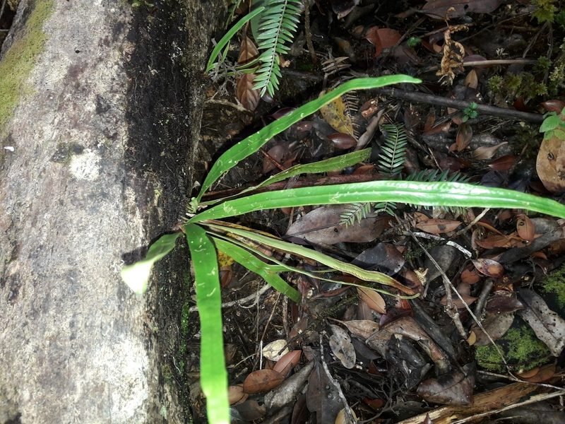 Thalassogrammitis deplanchei, photographed by naturewatchwidow