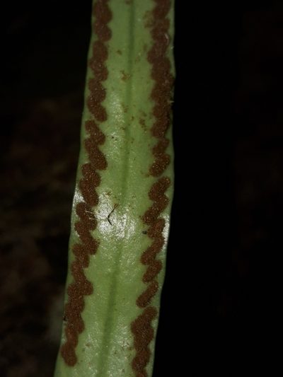Thalassogrammitis deplanchei, photographed by naturewatchwidow