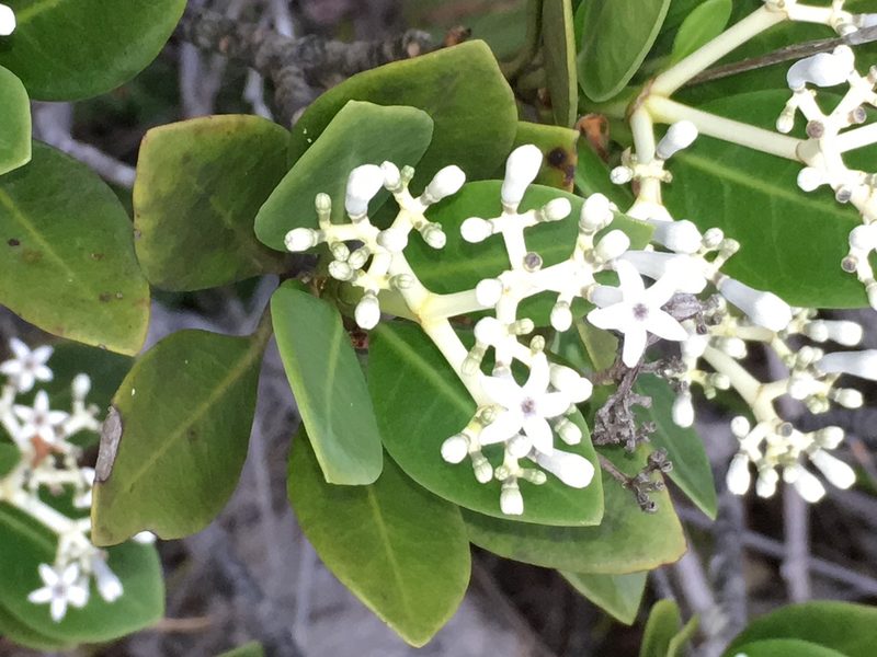 Psychotria rupicola, photographed by Leon Perrie