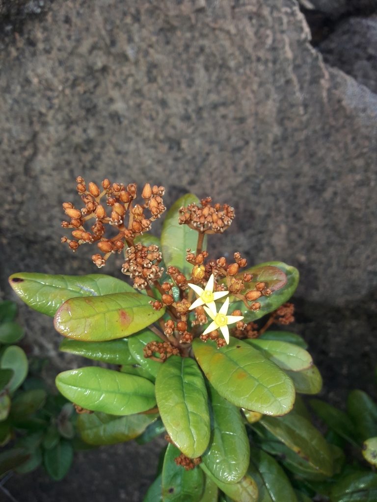 Argophyllum vernicosum, photographed by naturewatchwidow