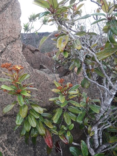 Argophyllum vernicosum, photographed by naturewatchwidow