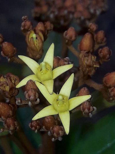Argophyllum vernicosum, photographed by naturewatchwidow