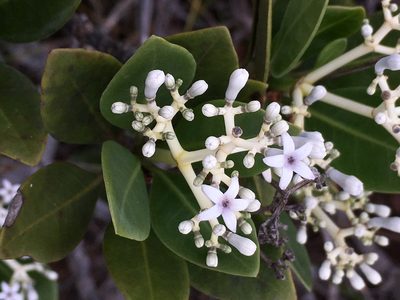 Psychotria rupicola, photographed by Leon Perrie