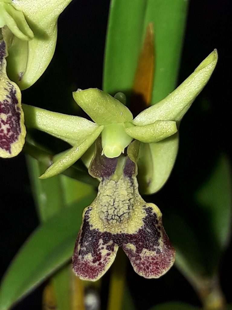 Dendrobium poissonianum, photographed by naturewatchwidow