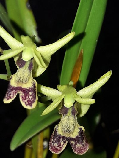 Dendrobium poissonianum, photographed by naturewatchwidow