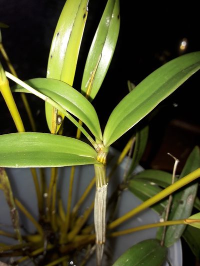 Dendrobium poissonianum, photographed by naturewatchwidow