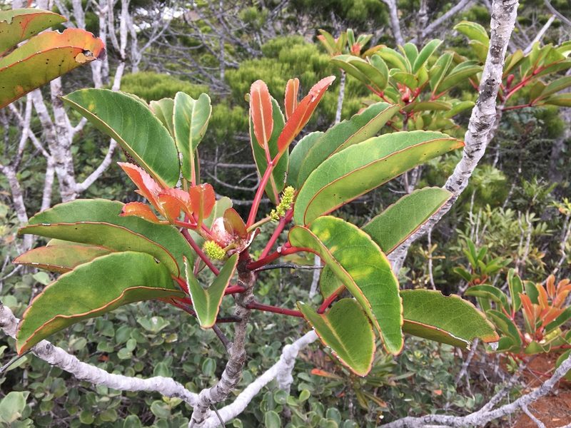 Cunonia macrophylla, photographed by Leon Perrie