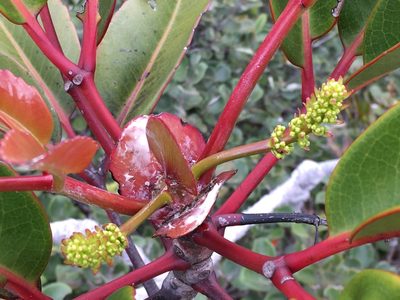 Cunonia macrophylla, photographed by Leon Perrie