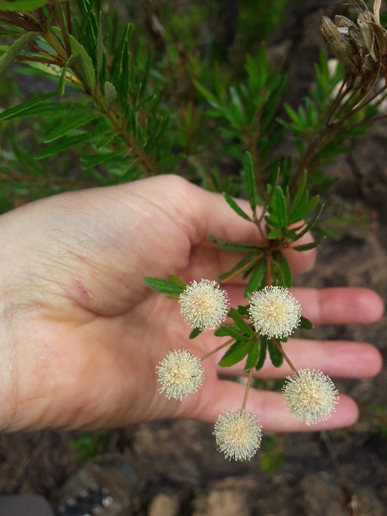 Pancheria elegans, photographed by naturewatchwidow