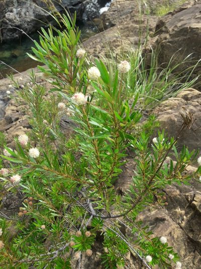 Pancheria elegans, photographed by naturewatchwidow