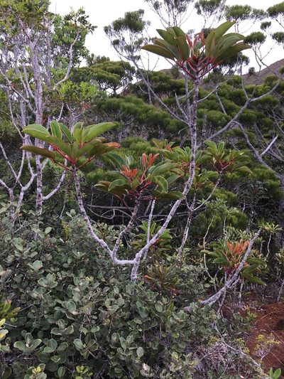 Cunonia macrophylla, photographed by Leon Perrie