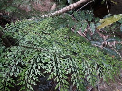 Asplenium laserpitiifolium, photographed by naturewatchwidow