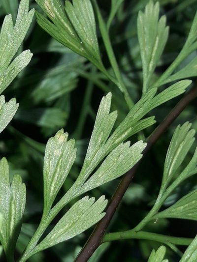 Asplenium laserpitiifolium, photographed by naturewatchwidow
