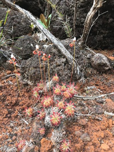 Drosera neocaledonica, photographed by Leon Perrie