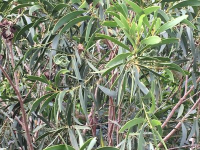 Acacia spirorbis, photographed by Leon Perrie