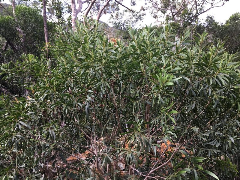 Acacia spirorbis, photographed by Leon Perrie