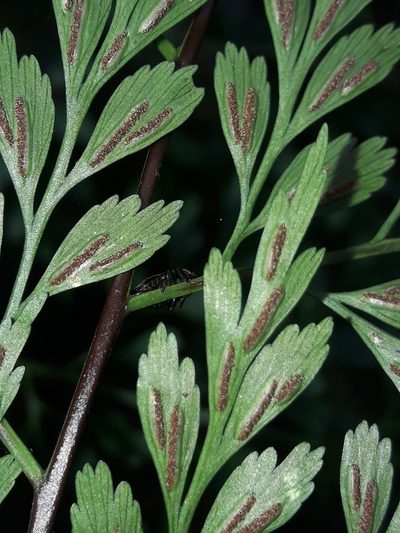 Asplenium laserpitiifolium, photographed by naturewatchwidow