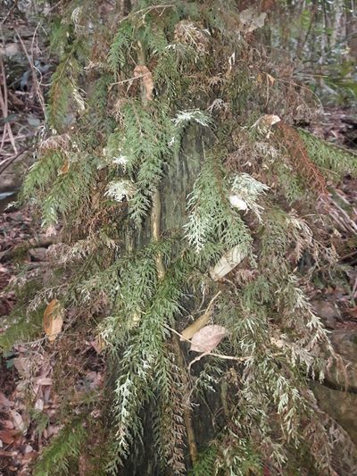 Abrodictyum caudatum, photographed by naturewatchwidow