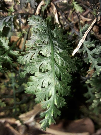 Crepidomanes bipunctatum, photographed by naturewatchwidow