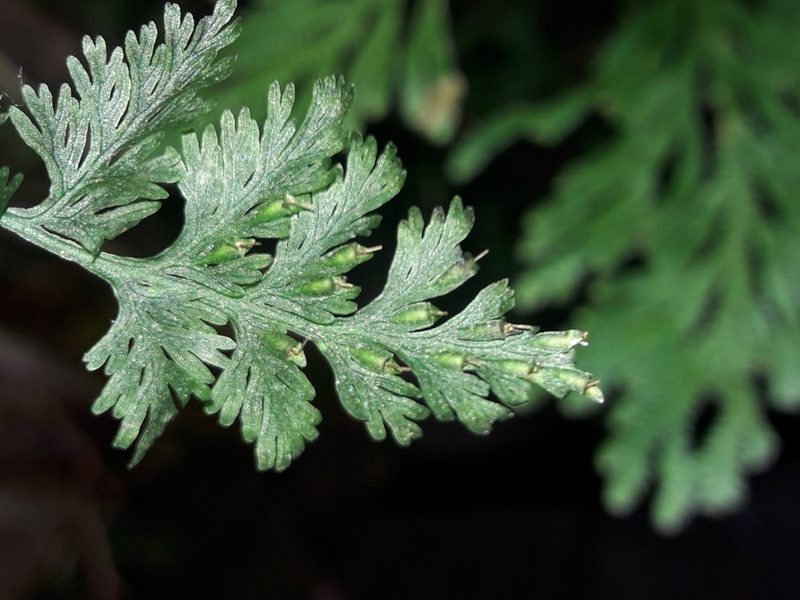 Crepidomanes bipunctatum, photographed by naturewatchwidow