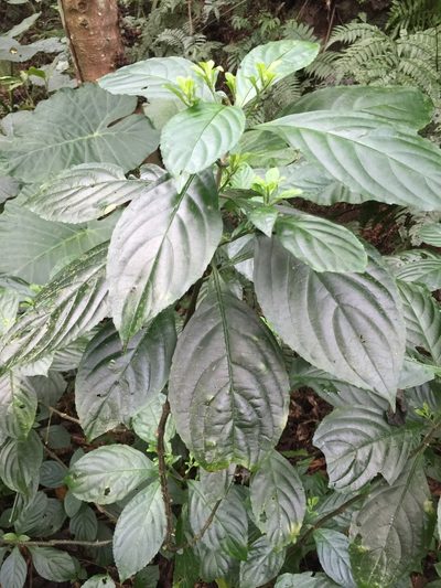 Strobilanthes cusia, photographed by teresa lo