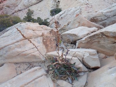Penstemon eatonii, photographed by John Brew