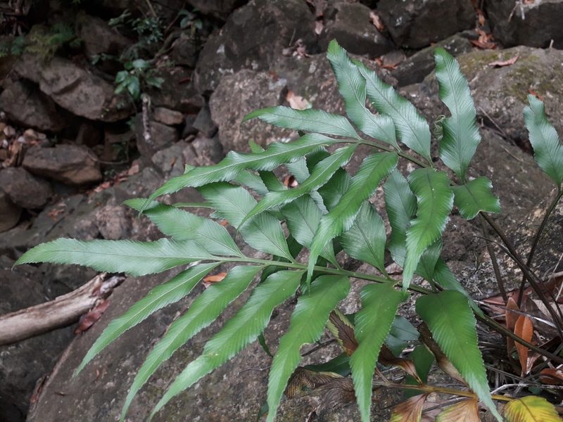 Asplenium oligolepidum, photographed by naturewatchwidow