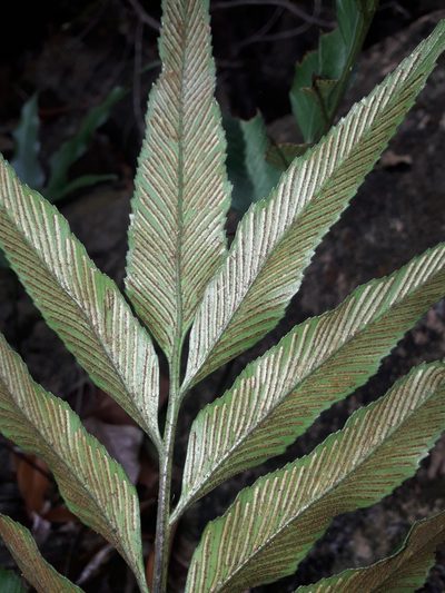 Asplenium oligolepidum, photographed by naturewatchwidow