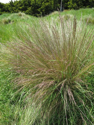 Poa labillardierei, photographed by Alice Shanks