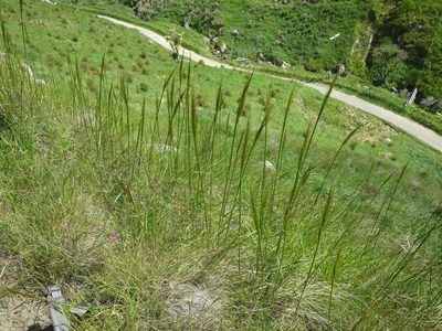 Austrostipa stuposa, photographed by Alice Shanks