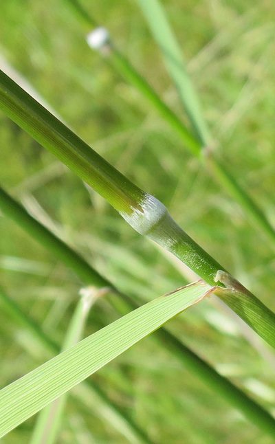 Austrostipa stuposa, photographed by Alice Shanks