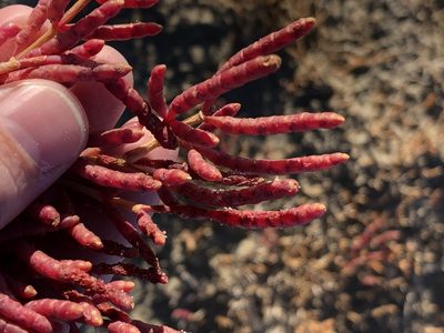 Salicornia rubra, photographed by Julie Travaglini
