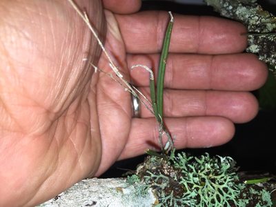 Microepidendrum subulatifolium, photographed by Fredy