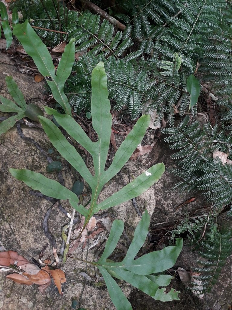 Dendroconche latilobata, photographed by naturewatchwidow