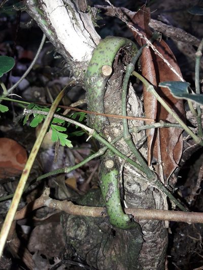 Dendroconche latilobata, photographed by naturewatchwidow