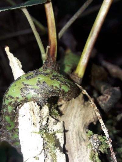 Dendroconche latilobata, photographed by naturewatchwidow