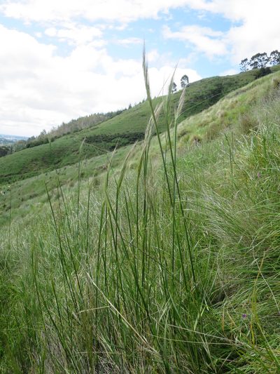 Austrostipa stuposa, photographed by Alice Shanks