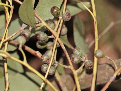 Eucalyptus delegatensis, photographed by Jacqui Geux