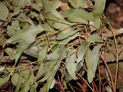 Eucalyptus delegatensis, photographed by Jacqui Geux