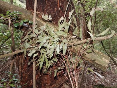 Eucalyptus delegatensis, photographed by Jacqui Geux