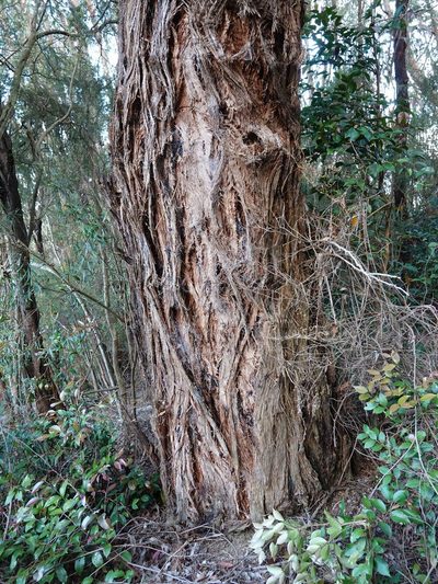 Eucalyptus delegatensis, photographed by Jacqui Geux