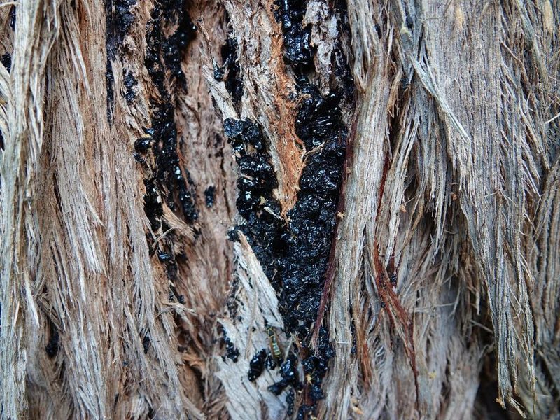Eucalyptus delegatensis, photographed by Jacqui Geux