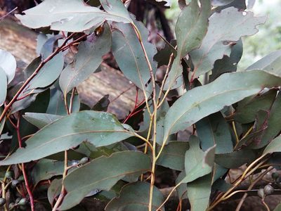 Eucalyptus delegatensis, photographed by Jacqui Geux